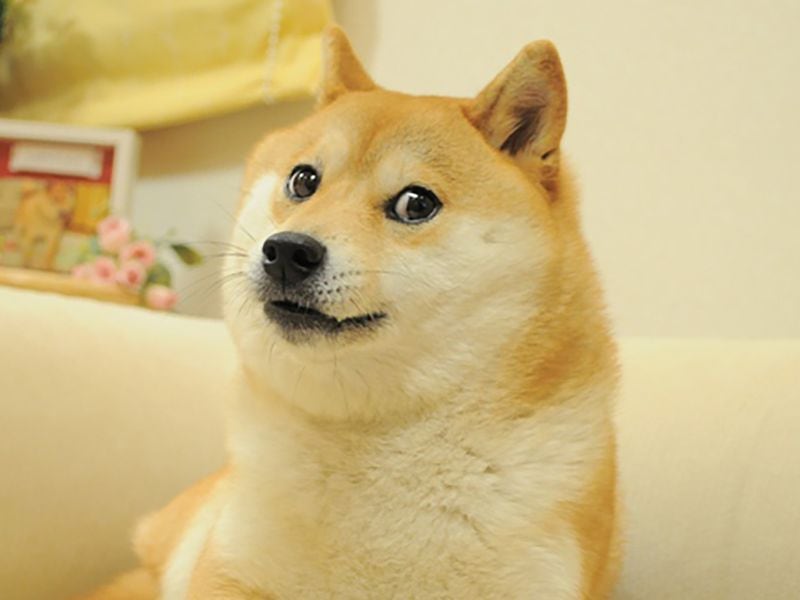 MarketVector’s Meme Coin Index Goes Live, Will Track DOGE, SHIB, PEPE, FLOKI, WIF, and BONK