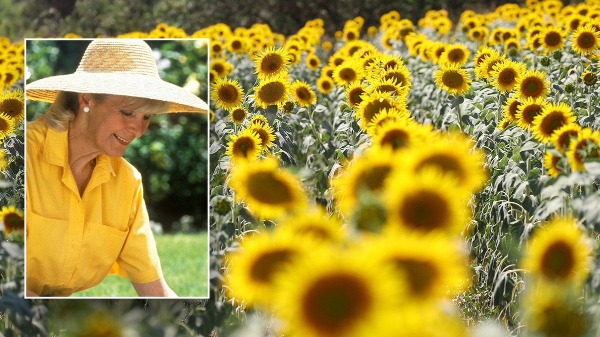 9 popular flowers and the symbolic meanings behind them