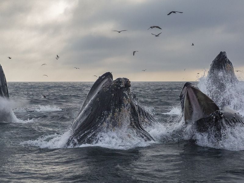 Bitcoin Whales Bought the Dip, Stashing $1.2B of BTC Ahead of Halving
