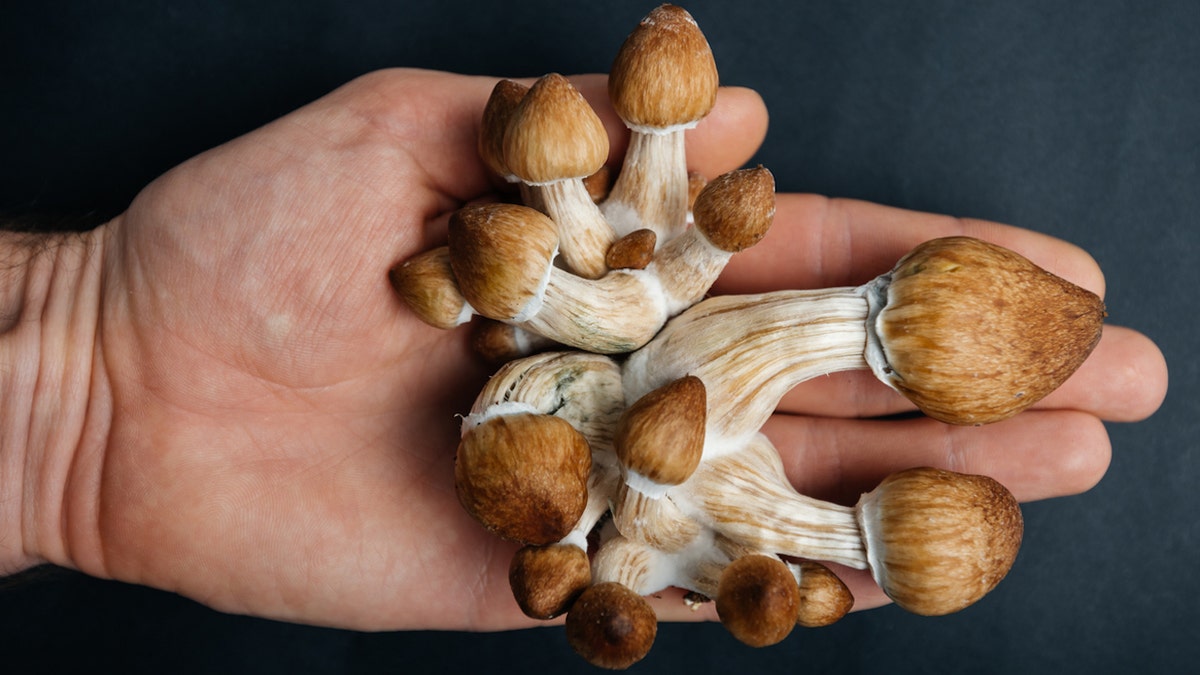 Some moms are microdosing on mushrooms, touting benefits, but risks exist, say doctors