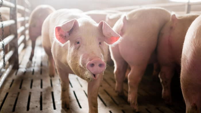 Prosciutto in peril as Italy struggles to contain swine fever