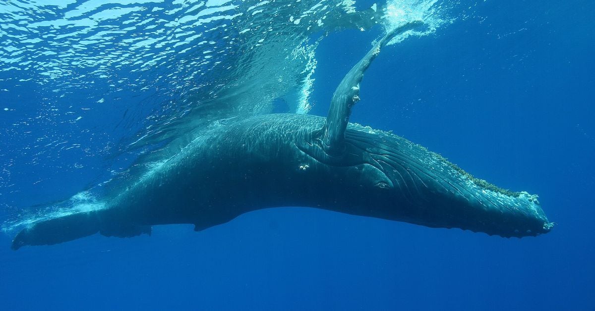 No, Polymarket Whales Aren’t Evidence of Prediction Market Manipulation