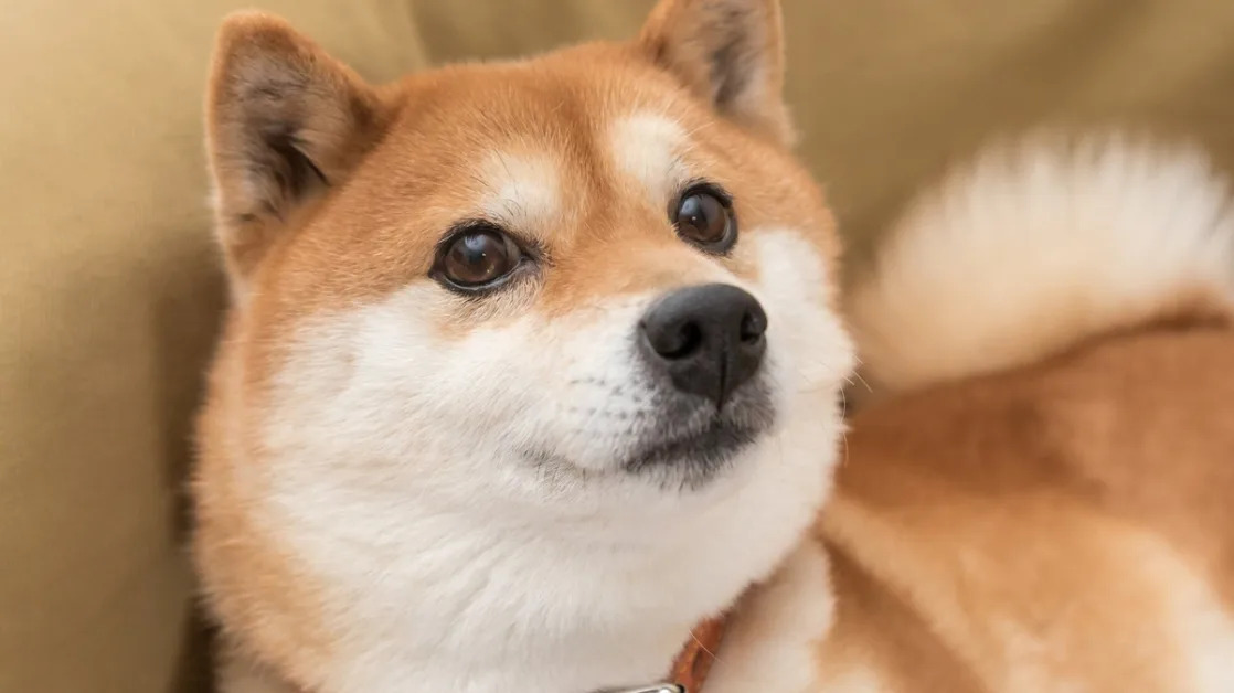 Can Dogecoin Reach $1?