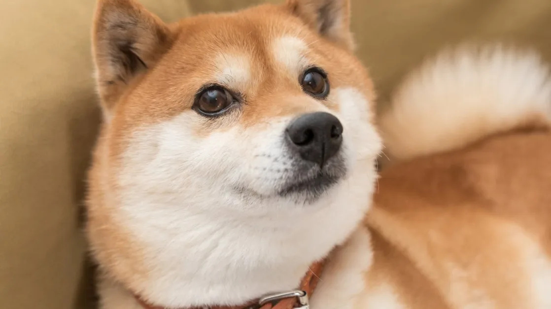 Is Shiba Inu a Millionaire-Maker Cryptocurrency?