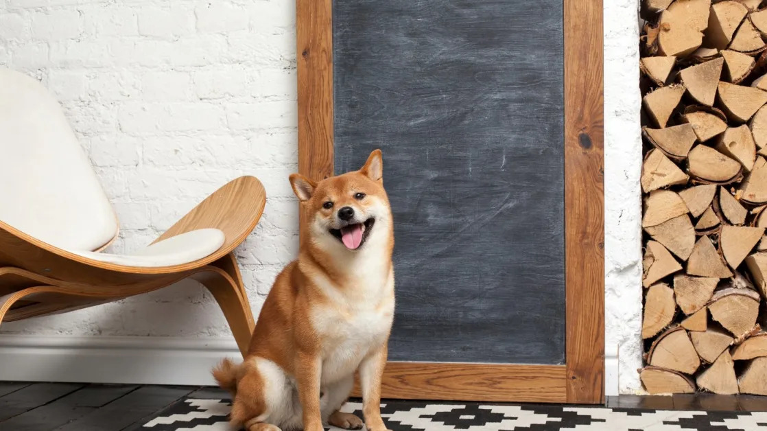 Should You Buy Dogecoin After Its 31% Dip?