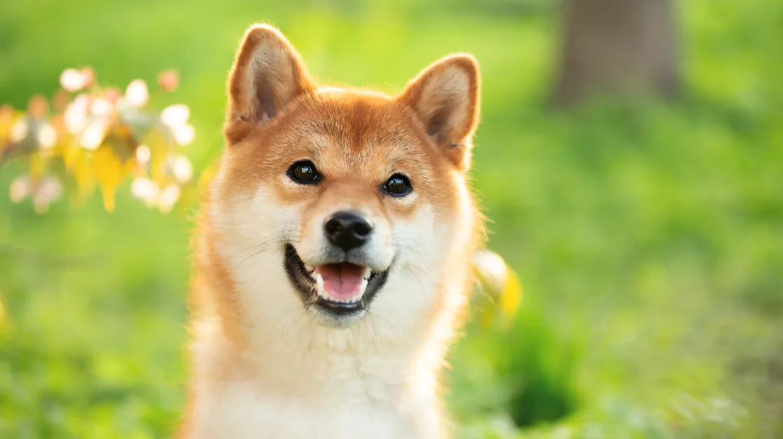Why Dogecoin Is Soaring Today