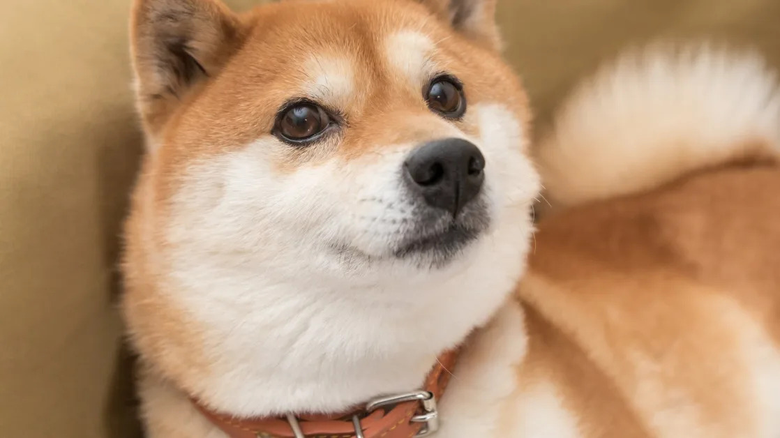 Better Buy for 2025: Dogecoin vs. Shiba Inu