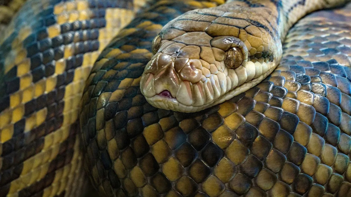 Bitcoin, CoinDesk 20 Roared in the Year of the Dragon. What Is in Store in the Year of the Snake?