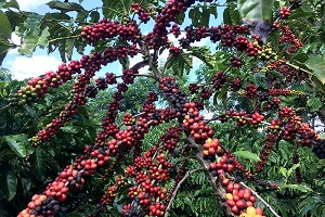 Arabica coffee prices reach all-time high amid tariff threats