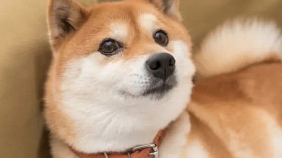 Why Dogecoin Is Soaring Higher Today