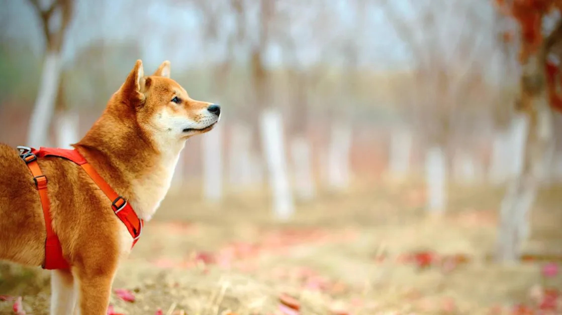If you had invested $1000 in Dogecoin in 2014, it would’ve changed your life