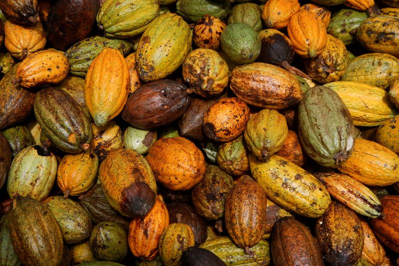 Ivory Coast cocoa farmers warn of mid-crop supply shortages due to dry weather