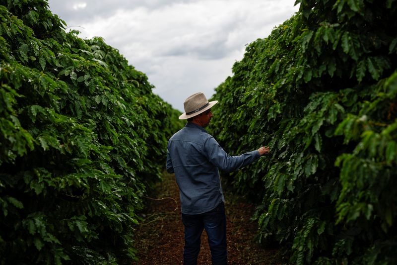 Brazil’s 2025/26 coffee output forecast to decline by up to 6.4%