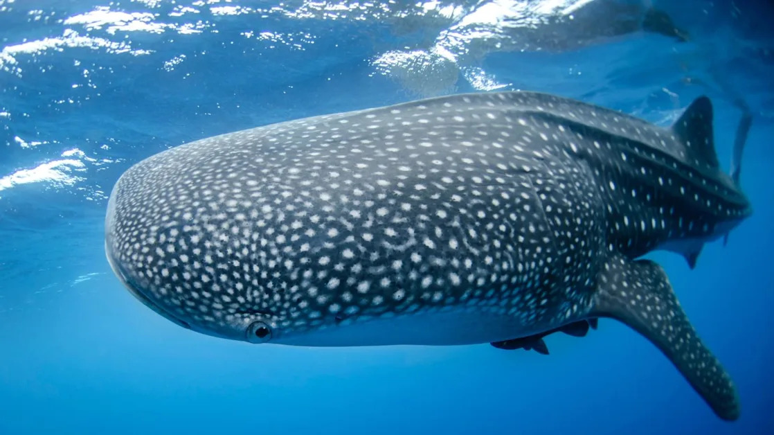 Bitcoin Whales Return in Force, Buy the BTC Price Rally, On-Chain Data Show