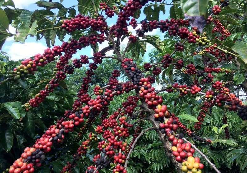 Brazil 2025 Robusta harvest in full swing and could beat estimates, experts say
