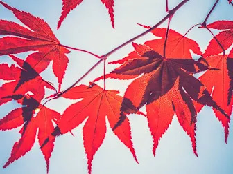Crypto Lender Maple Finance Expands to Solana With Chainlink