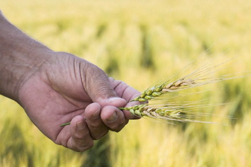 Experts doubt FBI’s claim that crop fungus smuggled by Chinese students is a threat