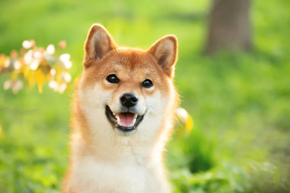 Dogecoin Is Down 46%. Should You Buy the Dip?