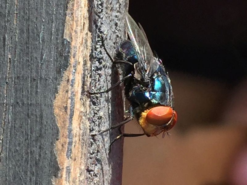 Mexico to open sterile fly plant to combat screwworm in 2026